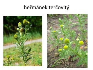 heřmánek terčovitý 