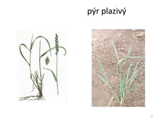 pýr plazivý 