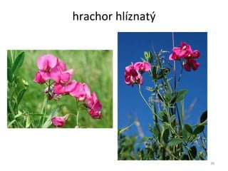 hrachor hlíznatý 
