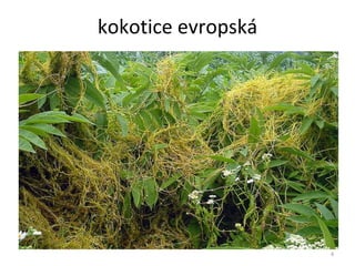 kokotice evropská 