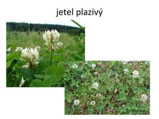 jetel plazivý 