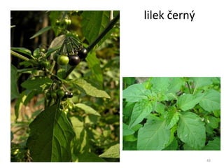 lilek černý 