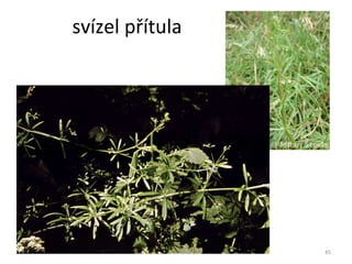 svízel přítula 