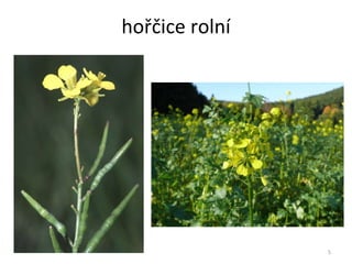 hořčice rolní 