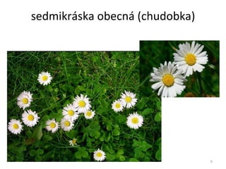 sedmikráska obecná (chudobka) 