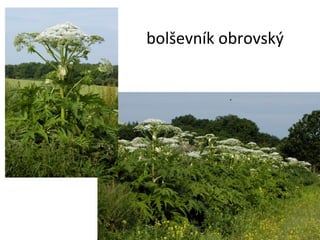 bolševník obrovský 