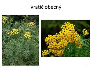 vratič obecný 