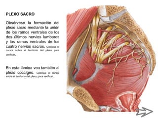 PLEXO SACROPLEXO SACRO
Obsérvese la formación del
plexo sacro mediante la unión
de los ramos ventrales de los
dos últimos nervios lumbares
y los ramos ventrales de los
cuatro nervios sacros. Coloque el
cursor sobre el territorio del plexo para
verificar.
En esta lámina vea también al
plexo coccígeo. Coloque el cursor
sobre el territorio del plexo para verificar.
 