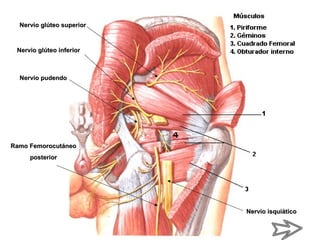 Nervio isquiáticoNervio isquiático
Nervio pudendoNervio pudendo
Nervio glúteo superiorNervio glúteo superior
Ramo FemorocutáneoRamo Femorocutáneo
posteriorposterior
Nervio glúteo inferiorNervio glúteo inferior
 