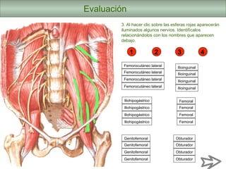 Evaluación
3. Al hacer clic sobre las esferas rojas aparecerán
iluminados algunos nervios. Identifícalos
relacionándolos con los nombres que aparecen
debajo.
1 32 4
Iliohipogástrico
IlioinguinalFemorocutáneo lateral
Femoral
Genitofemoral Obturador
Femorocutáneo lateral
Femorocutáneo lateral
Femorocutáneo lateral
Ilioinguinal
Ilioinguinal
Ilioinguinal
Iliohipogástrico
Iliohipogástrico
Iliohipogástrico
Femoral
Femoral
Femoral
Genitofemoral
Genitofemoral
Genitofemoral
Obturador
Obturador
Obturador
 