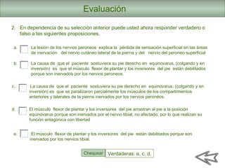Evaluación
a. La lesión de los nervios peroneos explica la pérdida de sensación superficial en las áreas
de inervación del nervio cutáneo lateral de la pierna y del nervio del peroneo superficial
b. La causa de que el paciente sostuviera su pie derecho en equinovarus, (colgando y en
inversión) es que el músculo flexor de plantar y los inversores del pie están debilitados
porque son inervados por los nervios peroneos.
2. En dependencia de su selección anterior puede usted ahora responder verdadero o
falso a las siguientes proposiciones.
c. La causa de que el paciente sostuviera su pie derecho en equinovarus, (colgando y en
inversión) es que se paralizaron parcialmente los músculos de los compartimientos
anteriores y laterales de la pierna inervados por los nervios peronéos.
e. El músculo flexor de plantar y los inversores del pie están debilitados porque son
inervados por los nervios tibial.
d. El músculo flexor de plantar y los inversores del pie arrastran al pie a la posición
equinovarus porque son inervados por el nervio tibial, no afectado, por lo que realizan su
función antagónica con libertad
Chequear Verdaderas: a, c, d.
 