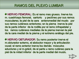 NERVIO FEMORAL:NERVIO FEMORAL: Es el ramo mas grueso. Inerva losEs el ramo mas grueso. Inerva los
m. cuadríceps femoral, sartorio y pectíneo por sus ramosm. cuadríceps femoral, sartorio y pectíneo por sus ramos
musculares; la piel de la cara anteromedial del muslo pormusculares; la piel de la cara anteromedial del muslo por
sus ramos cutáneos anteriores; en la pierna inerva la pielsus ramos cutáneos anteriores; en la pierna inerva la piel
de la parte inferior de la rodilla por el ramo infrapatelar yde la parte inferior de la rodilla por el ramo infrapatelar y
los ramos cutáneos mediales de la pierna inervan la piellos ramos cutáneos mediales de la pierna inervan la piel
de la cara medial de la pierna y el extremo análogo del pie.de la cara medial de la pierna y el extremo análogo del pie.
NERVIO OBTURADOR:NERVIO OBTURADOR: Su ramo posterior inerva elSu ramo posterior inerva el
m.obturador externo, el abductor mayor y la articulaciónm.obturador externo, el abductor mayor y la articulación
coxal; el ramo anterior inerva los demás músculoscoxal; el ramo anterior inerva los demás músculos
aductores y el m.grácil, de el parte u ramo cutáneo para laaductores y el m.grácil, de el parte u ramo cutáneo para la
piel de la mitad inferior de la parte medial del muslo.piel de la mitad inferior de la parte medial del muslo.
RAMOS DEL PLEXO LUMBARRAMOS DEL PLEXO LUMBAR
 