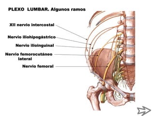 PLEXO LUMBAR. Algunos ramosPLEXO LUMBAR. Algunos ramos
XII nervio intercostalXII nervio intercostal
Nervio iliohipogástricoNervio iliohipogástrico
Nervio ilioinguinalNervio ilioinguinal
Nervio femorocutáneoNervio femorocutáneo
laterallateral
Nervio femoralNervio femoral
 