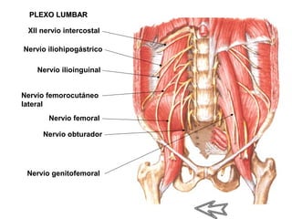 PLEXO LUMBARPLEXO LUMBAR
XII nervio intercostal
Nervio iliohipogástrico
Nervio ilioinguinal
Nervio femorocutáneo
lateral
Nervio femoral
Nervio obturador
Nervio genitofemoral
 