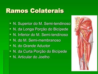 Ramos Colaterais N. Superior do M. Semi-tendinoso N. da Longa Porção do Bicípede N. Inferior do M. Semi-tendinoso N. do M. Semi-membranoso N. do Grande Aductor N. da Curta Porção do Bicípede N. Articular do Joelho 