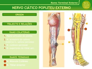1.  Ramo articular do joelho 2.  N. acessório do safeno externo/n. safeno peroneal 3.  N. cutâneo peroneal 4.  N. superiores do tibial ant. RAMO COLATERAIS TRAJECTO E RELAÇÕES NERVO CIÁTICO POPLITEU EXTERNO Ramo Terminal Externo Nervo  Grande Ciático ORIGEM N. Músculo Cutâneo N. Tibial Anterior RAMOS TERMINAIS 1 2 N. Ciático Popliteu Externo 2 1 2 1 4 3 