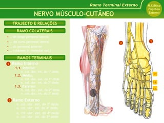 Ramo Interno 1.1.   Interno:   n. col. dor. int. do 1º dedo 1.2.   Médio:   n. col. dor. ext. do 1º dedo n. col. dor. int. do 2º dedo 1.3.   Externo:   n. col. dor. ext. do 2º dedo n. col. dor. int. do 3º dedo Ramo Externo - n. col. dor. ext. do 3º dedo - n. col. dor. int. do 4º dedo -  n. col. dor. ext. do 4º dedo - n. col. dor. int. do 5º dedo RAMOS TERMINAIS RAMO COLATERAIS TRAJECTO E RELAÇÕES NERVO MÚSCULO-CUTÂNEO Ramo Terminal Externo N.Ciático Popliteu Externo 1 2 …  do longo peroneal lateral …  do curto peroneal lateral …  do peroneal anterior …  cutâneos (r. maleolar ext.)  1 2 1.1 1.2. 1.3 . N. Músculo Cutâneo 