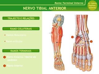 Ramos Musculares Ramo Externo  / Nervo do pedioso Ramo Articular Ramo Interno RAMOS TERMINAIS RAMO COLATERAIS TRAJECTO E RELAÇÕES NERVO TIBIAL ANTERIOR Ramo Terminal Interno N. Ciático Popliteu  Externo 1 2 2 1 N. Tibial Anterior 