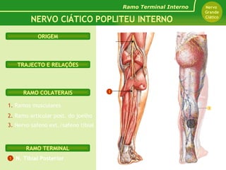 1.  Ramos musculares 2.  Ramo articular post. do joelho 3.  Nervo safeno ext./safeno tibial N. Tibial Posterior RAMO TERMINAL RAMO COLATERAIS TRAJECTO E RELAÇÕES NERVO CIÁTICO POPLITEU INTERNO Ramo Terminal Interno Nervo  Grande Ciático ORIGEM 1 3 N. Ciático Popliteu Interno 1 