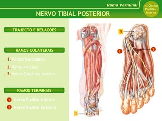 1.  Ramos Musculares Nervo Plantar Interno 2.  Ramo Articular Nervo Plantar Externo RAMOS TERMINAIS RAMOS COLATERAIS TRAJECTO E RELAÇÕES NERVO TIBIAL POSTERIOR Ramo Terminal N. Ciático Popliteu  Interno 3.  Nervo Calcâneo Interno 1 2 N. Tibial Posterior 3 3 3 1 2 