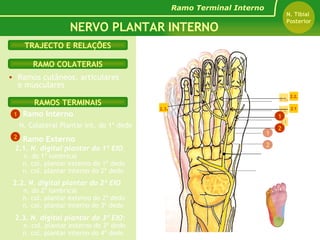 Ramos cutâneos, articulares e musculares Ramo Interno - N. Colateral Plantar Int. do 1º dedo   RAMOS TERMINAIS RAMO COLATERAIS TRAJECTO E RELAÇÕES NERVO PLANTAR INTERNO Ramo Terminal Interno N. Tibial  Posterior Ramo Externo 2.1.  N. digital plantar do 1º EIO   n. do 1º lumbrical n. col. plantar externo do 1º dedo n. col. plantar interno do 2º dedo 2.2.  N. digital plantar do 2º EIO n. do 2º lumbrical n. col. plantar externo do 2º dedo n. col. plantar interno do 3º dedo 2.3.  N. digital plantar do 3º EIO:   n. col. plantar externo do 3º dedo n. col. plantar interno do 4º dedo 1 2 Nervo Plantar Interno 1 2 2.1 2.2. 2.3 . Nervo Plantar Interno 1 2 2.1 2.2. 2.3 . 