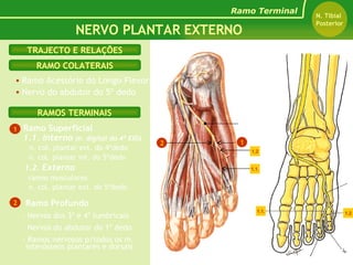 Ramo Acessório do Longo Flexor Ramo Superficial 1.1. Interno  (n. digital do 4º EIO) n. col. plantar ext. do 4ºdedo n. col. plantar int. do 5ºdedo   1.2.  Externo ramos musculares n. col. plantar ext. do 5ºdedo Nervo do abdutor do 5º dedo  Ramo Profundo - Nervos dos 3º e 4º lumbricais - Nervos do abdutor do 1º dedo - Ramos nervosos p/todos os m. interósseos plantares e dorsais RAMOS TERMINAIS RAMO COLATERAIS TRAJECTO E RELAÇÕES NERVO PLANTAR EXTERNO Ramo Terminal N. Tibial  Posterior 1 2 Nervo Plantar Externo 2 1 1.2 1.1. 1.2 1.1. 