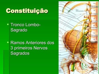 Constituição Tronco Lombo-Sagrado Ramos Anteriores dos 3 primeiros Nervos Sagrados 