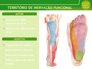 TERRITÓRIO DE INERVAÇÃO FUNCIONAL N. Ciático Popliteu  Interno MOTOR SENSITIVO Músculos da região posterior da perna Músculos da região plantar do pé  Tegumentos das regiões: Póstero-inferior da perna Externa do tornozelo e pé Plantar e dorsal das últimas falanges 