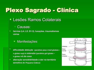 Plexo Sagrado - Clínica Lesões Ramos Colaterais Causas: hérnias (L4, L5; S1-3), luxações, traumatismos vários Manifestações: dificuldade abdução   (paralisia peq e med gluteos – n.gluteo sup)  e extensão  (paralisia grd gluteo – n.gluteo inf)  da coxa alteração sensibibilidade à dor no território sensitivo  (N. Pequeno Ciático) 