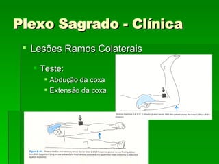 Plexo Sagrado - Clínica Lesões Ramos Colaterais Teste: Abdução da coxa Extensão da coxa 