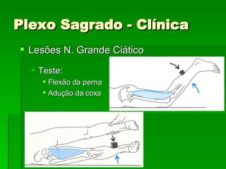 Plexo Sagrado - Clínica Lesões N. Grande Ciático Teste: Flexão da perna Adução da coxa 