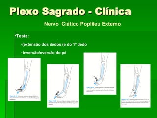 Nervo  Ciático Popliteu Externo Teste: ٠ extensão dos dedos (e do 1º dedo) ٠ inversão/eversão do pé Plexo Sagrado - Clínica 