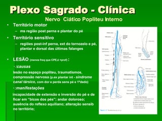 Nervo  Ciático Popliteu Interno Território motor ms região post perna e plantar do pé Território sensitivo regiões post-inf perna, ext do tornozelo e pé, plantar e dorsal das últimas falanges  LESÃO  (menos freq que CPE,é +prof)  :  ٠ causas:   lesão no espaço popliteu, traumatismos ,  compressão nervosa  (p.ex plantar int -  síndrome canal társico ,  com dor e perda sens pé e 1ºdedo) ٠ manifestações:   incapacidade de extensão e inversão do pé e de ficar em “bicos dos pés”; andar doloroso; ausência do reflexo aquiliano; alteração sensib no território; Plexo Sagrado - Clínica 