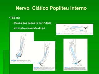 Nervo  Ciático Popliteu Interno TESTE: ٠ flexão dos dedos (e do 1º dedo) ٠ extensão e inversão do pé 