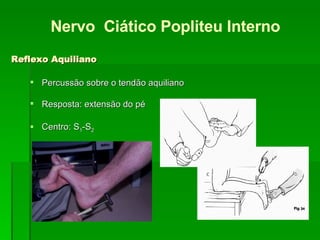 Percussão sobre o tendão aquiliano Resposta: extensão do pé Centro: S 1 -S 2 Nervo  Ciático Popliteu Interno Reflexo Aquiliano 