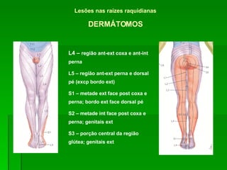 Lesões nas raízes raquidianas DERMÁTOMOS L4 –  região ant-ext coxa e ant-int perna L5 – região ant-ext perna e dorsal pé (excp bordo ext) S1 – metade ext face post coxa e perna; bordo ext face dorsal pé S2 – metade int face post coxa e perna; genitais ext S3 – porção central da região glútea; genitais ext 