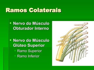 Ramos Colaterais Nervo do Músculo Obturador Interno Nervo do Músculo Glúteo Superior Ramo Superior Ramo Inferior 