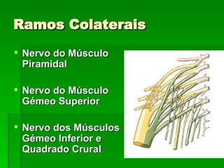 Ramos Colaterais Nervo do Músculo Piramidal Nervo do Músculo Gémeo Superior Nervo dos Músculos Gémeo Inferior e Quadrado Crural 