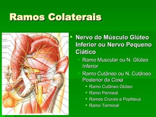 Ramos Colaterais Nervo do Músculo Glúteo Inferior ou Nervo Pequeno Ciático Ramo Muscular ou N. Glúteo Inferior Ramo Cutâneo ou N. Cutâneo Posterior da Coxa Ramo Cutâneo Glúteo Ramo Perineal Ramos Crurais e Popliteus Ramo Terminal 