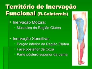 Território de Inervação Funcional  (R.Colaterais) Inervação Motora: Músculos da Região Glútea Inervação Sensitiva: Porção inferior da Região Glútea Face posterior da Coxa Parte póstero-superior da perna 