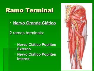 Ramo Terminal Nervo Grande Ciático 2 ramos terminais: Nervo Ciático Popliteu Externo Nervo Ciático Popliteu Interno 