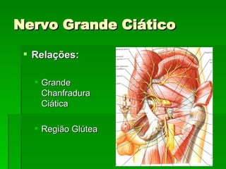 Nervo Grande Ciático Relações: Grande Chanfradura Ciática Região Glútea 