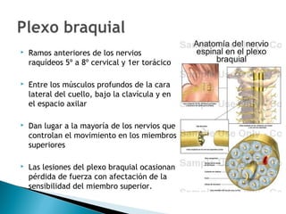Plexo Braqquial2 Ppt 