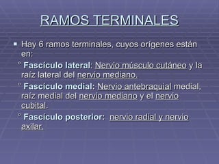 RAMOS TERMINALES Hay 6 ramos terminales, cuyos orígenes están en: °  Fascículo lateral :  Nervio músculo cutáneo  y la raíz lateral del  nervio mediano. °  Fascículo medial :  Nervio antebraquial  medial, raíz medial del  nervio mediano  y el  nervio cubital . °  Fascículo posterior :  nervio radial y nervio axilar. 