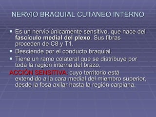 NERVIO BRAQUIAL CUTANEO INTERNO Es un nervio únicamente sensitivo, que nace del  fascículo medial del plexo . Sus fibras proceden de C8 y T1. Desciende por el conducto braquial. Tiene un ramo colateral que se distribuye por toda la región interna del brazo. ACCIÓN SENSITIVA:  cuyo territorio está extendido a la cara medial del miembro superior, desde la fosa axilar hasta la región carpiana. 