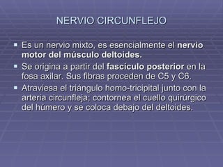 NERVIO CIRCUNFLEJO Es un nervio mixto, es esencialmente el  nervio motor del músculo deltoides.   Se origina a partir del  fascículo posterior  en la fosa axilar. Sus fibras proceden de C5 y C6. Atraviesa el triángulo homo-tricipital junto con la arteria circunfleja; contornea el cuello quirúrgico del húmero y se coloca debajo del deltoides. 