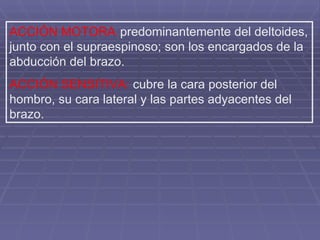ACCIÓN MOTORA :  predominantemente del deltoides, junto con el supraespinoso; son los encargados de la abducción del brazo. ACCIÓN SENSITIVA:  cubre la cara posterior del hombro, su cara lateral y las partes adyacentes del brazo. 