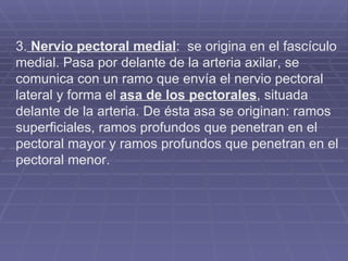 3.  Nervio pectoral medial :  se origina en el fascículo medial. Pasa por delante de la arteria axilar, se comunica con un ramo que envía el nervio pectoral lateral y forma el  asa de los pectorales , situada delante de la arteria. De ésta asa se originan: ramos superficiales, ramos profundos que penetran en el pectoral mayor y ramos profundos que penetran en el pectoral menor. 