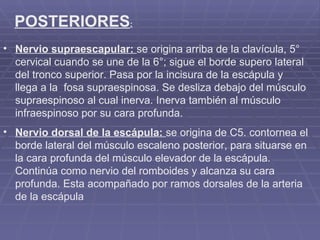 POSTERIORES : Nervio supraescapular:  se origina arriba de la clavícula, 5° cervical cuando se une de la 6°; sigue el borde supero lateral del tronco superior. Pasa por la incisura de la escápula y llega a la  fosa supraespinosa. Se desliza debajo del músculo supraespinoso al cual inerva. Inerva también al músculo infraespinoso por su cara profunda. Nervio dorsal de la escápula:  se origina de C5. contornea el borde lateral del músculo escaleno posterior, para situarse en la cara profunda del músculo elevador de la escápula. Continúa como nervio del romboides y alcanza su cara profunda. Esta acompañado por ramos dorsales de la arteria de la escápula 