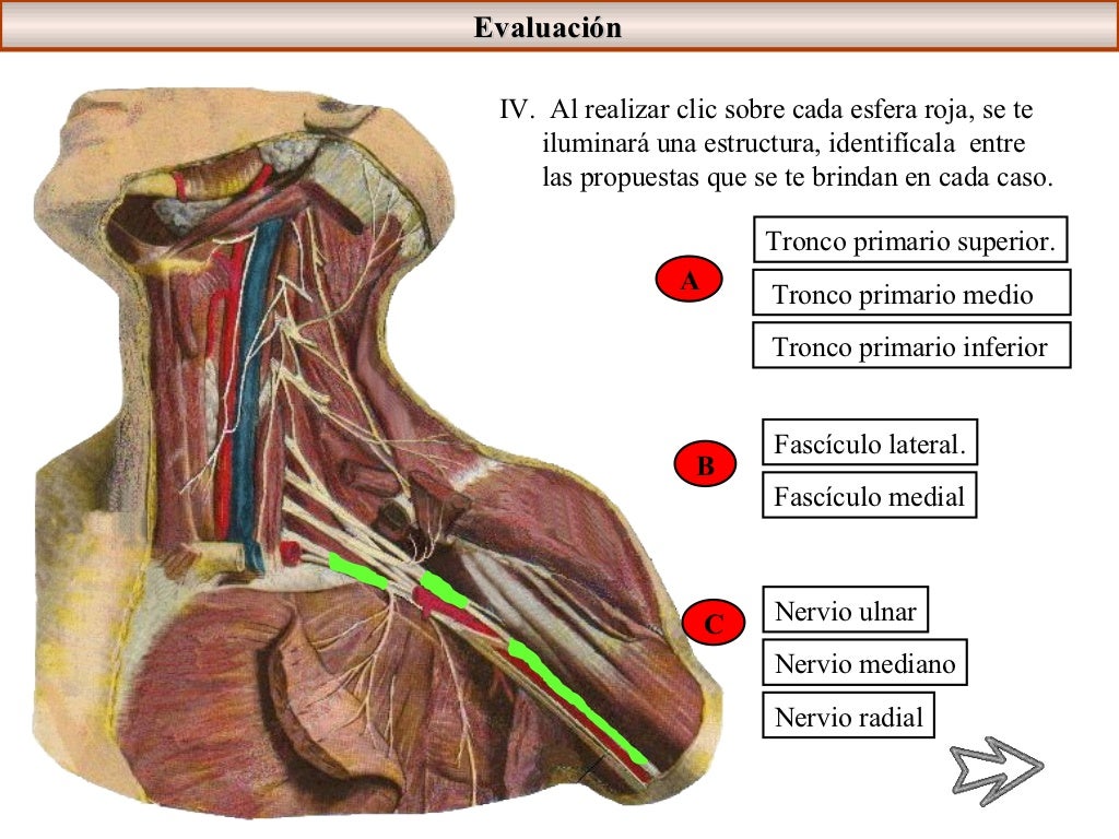 Plexo braquial